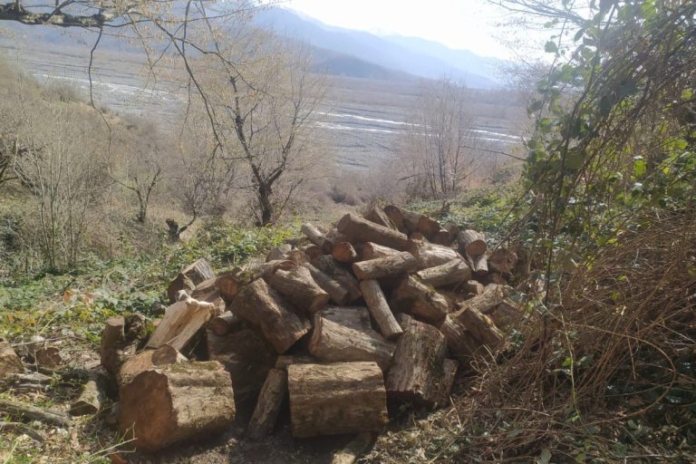 Oğuzda 15 ədəd vələs ağacı kəsilib, cinayət işi başlanılıb